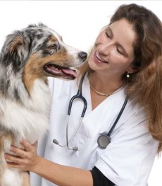 Study veterinary medicine in Ukraine